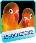 bottone associazione